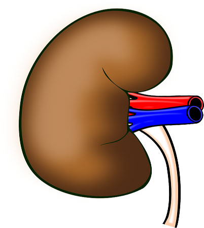 kidney-ilaj-hindi_4108.jpg