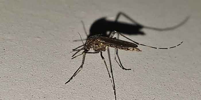 डेंगू और मलेरिया में फायदेमंद है गिलोय