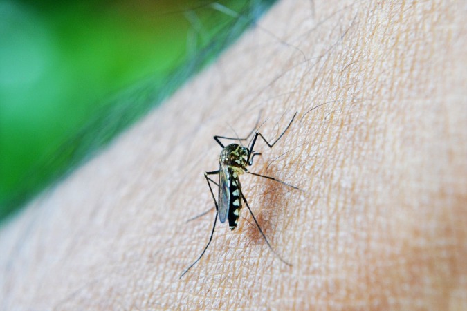 डेंगू के लक्षण और उपचार - Dengue Symptoms and home remedies in hindi