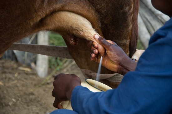 गाय के दूध के फायदे