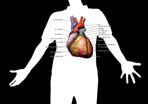 दिल क्या है - इसके कार्य, संरचना और बीमारियां