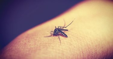 डेंगू बुखार की जानकारी जाने इसके तथ्य और भरम क्योंकि सही जानकारी आपको बचा सकती है इस बीमारी से, dengue fever myths and facts in hindi.