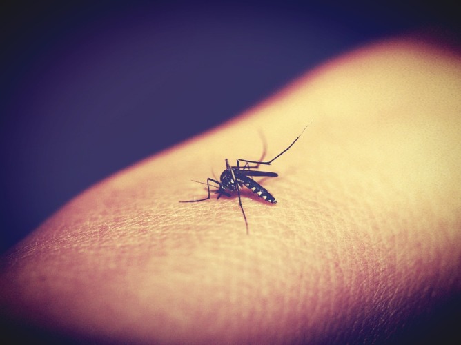 डेंगू बुखार की जानकारी जाने इसके तथ्य और भरम क्योंकि सही जानकारी आपको बचा सकती है इस बीमारी से, dengue fever myths and facts in hindi.