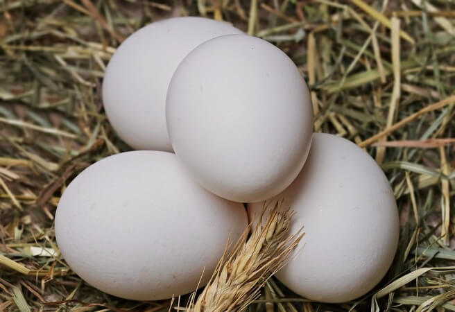 जाने विस्तार में बासी अंडे खाने के नुकसान आपकी सेहत के लिए जैसे कि ये नुकसान करते हैं त्वचा, सक्रमण रोग आदि में, stale eggs ill effects in hindi.