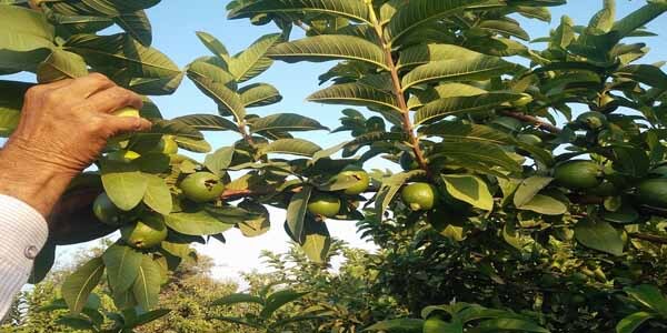 अमरूद के पत्तों का लाभ आपकी सेहत और बालों के लिए, amrood ke patte ke labh apki sehat ke liye health benefits of guava leafs in hindi.