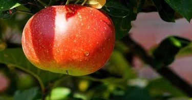 विस्तार में जाने पेट साफ करने के लिए फल ताकि आप रहें बिमारियों से दूर, pet saaf karne ke liye diet tips khayen apple read in hindi.