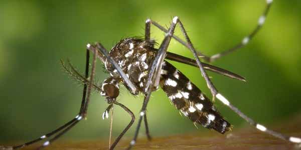 Malaria - Gande pani se hone wali bimariyan 