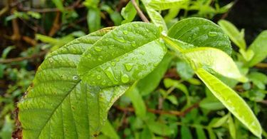 जाने अमरुद की पत्तियों के फायदे आपकी ब्यूटी और स्किन के लिए ताकि आपकी त्वचा लगे सुन्दर और निखरी हुई, guava leaves beauty benefits for your skin in hindi