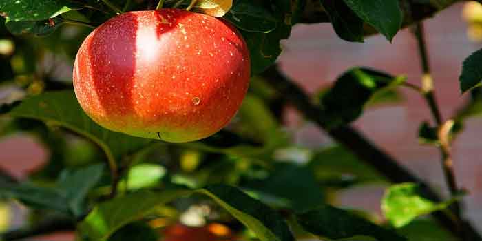 मसूड़े को सेहतमंद रखने के लिए सेब 