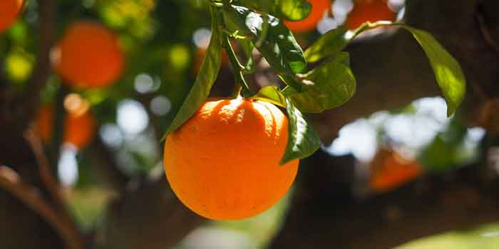 खाली पेट खाने वाले फल - संतरा