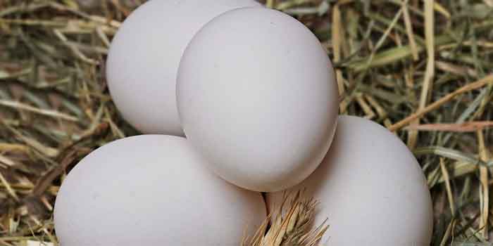 प्रोटीन युक्त आहार – अंडा 