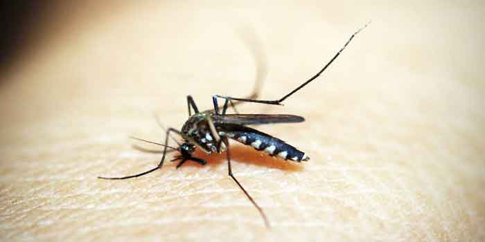 24 घंटे मच्छर से बचने के लिए सतर्क रहें 