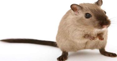 चूहों से कैसे छुटकारा पाएं हर किसी की समस्या होती है, आइए जानते हैं चूहों को भगाने के घरेलू उपचारों के बारे में, How to Get Rid of Rats Naturally.