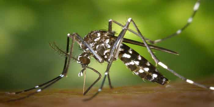 बच्चों में डेंगू के लक्षण और बचाव