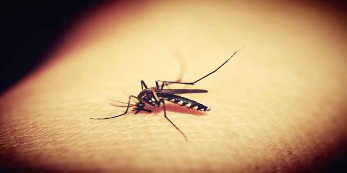 क्या है डेंगू बुखार