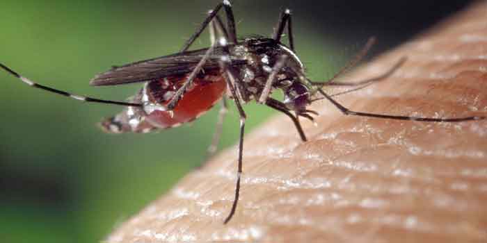 मलेरिया क्या है