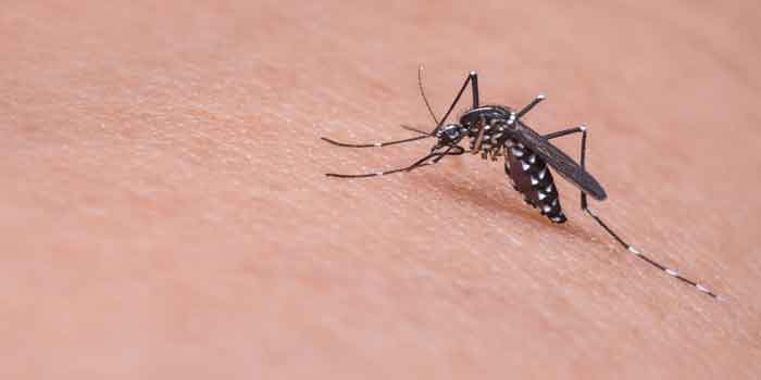 मलेरिया से बचाव के उपाय