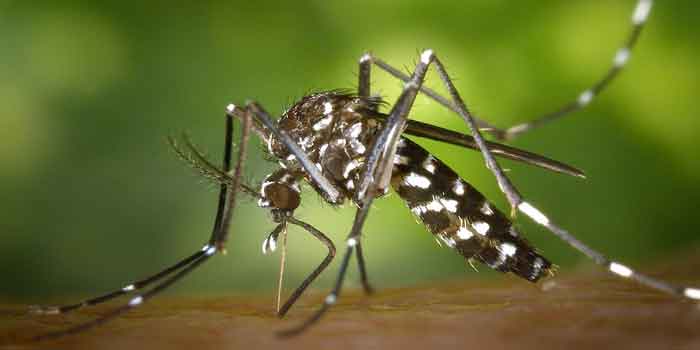 मलेरिया से बचाव के उपाय