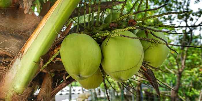 वजन कम करने के लिए नारियल पानी के फायदे