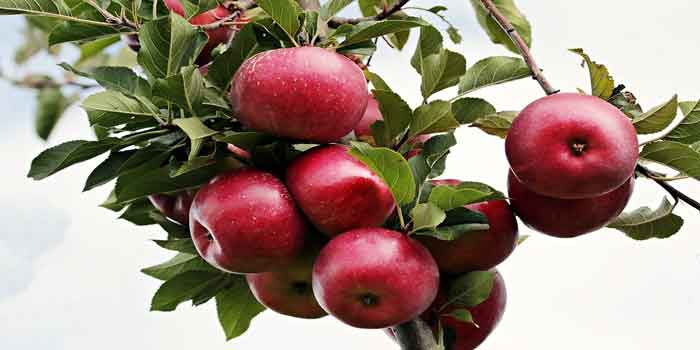 हेमोग्लोबिन के सामान्य स्तर को बनाए रखे सेब