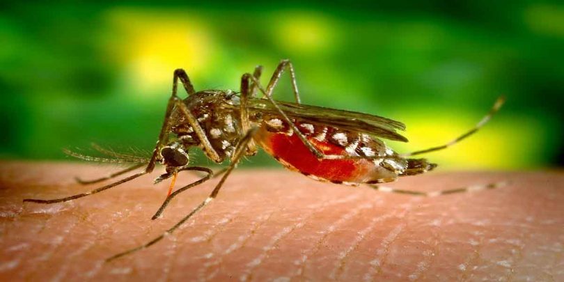 डेंगू के लक्षण क्या है, इससे बचाव के उपाय