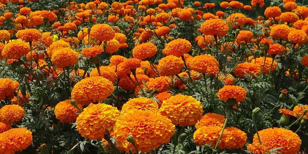marigold face pack