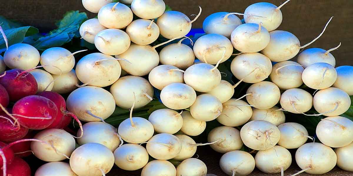 Let's know about the benefits of radish