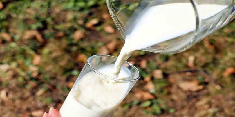 सबसे ज्यादा प्रोटीन किसके दूध में पाया जाता है