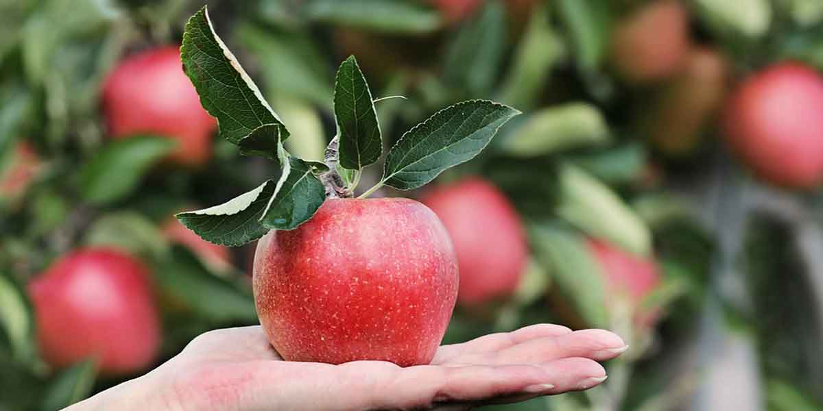 सेब के अन्य फायदे